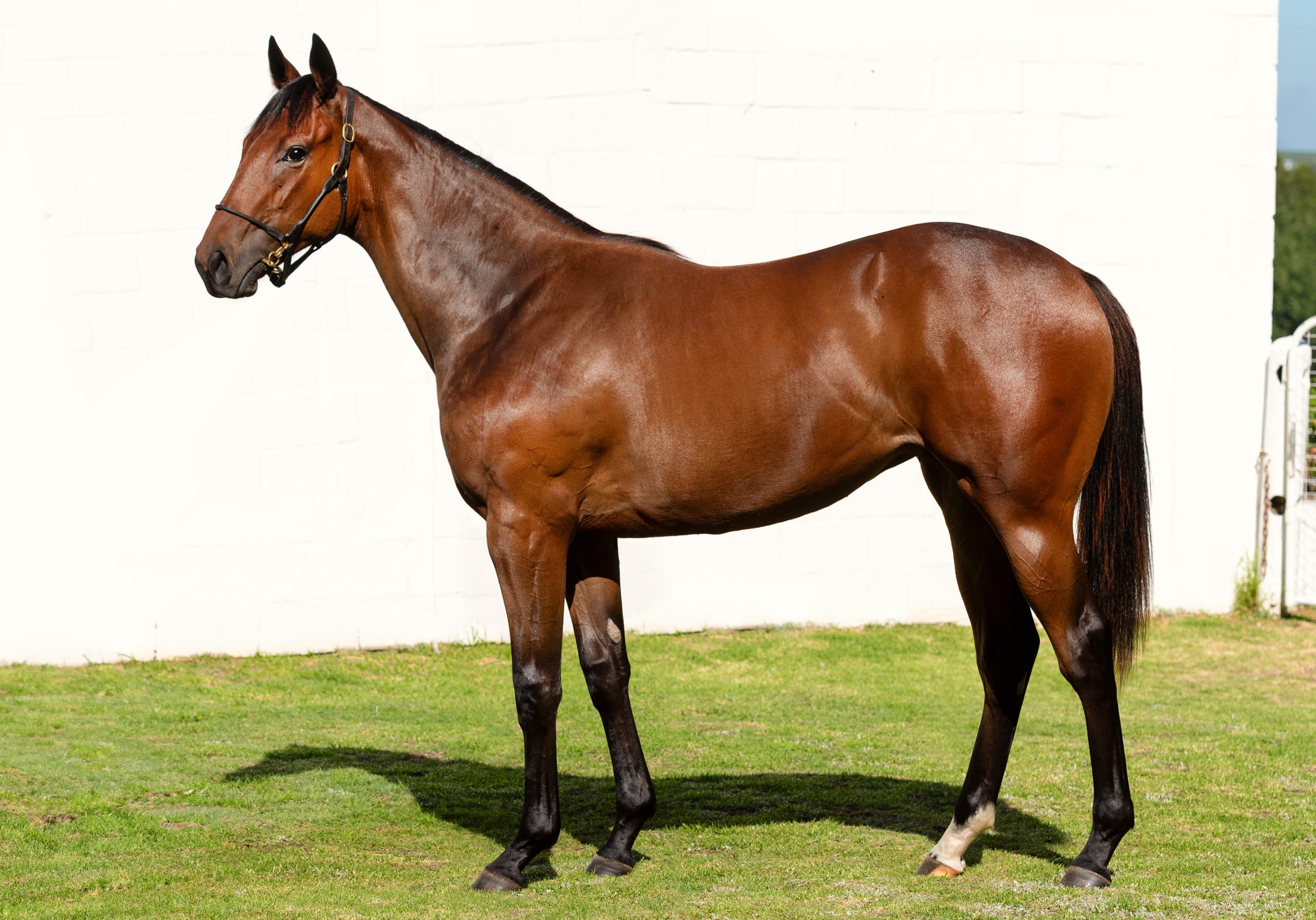 Lot 66, half-sister to Thunderstruck.